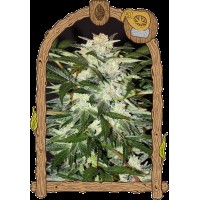 Exotic Seed - Monster Mash (Autoflowering)