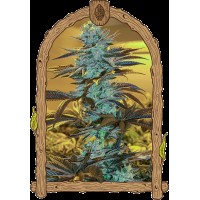 Exotic Seed - Purple Monkey Auto (Autoflowering)