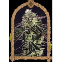 Exotic Seed - Purple Shot (Feminizált)