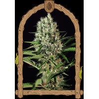 Exotic Seed - Quick Mass (Feminizált)