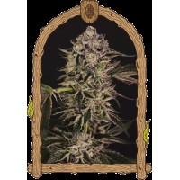 Exotic Seed - Quick Sherbet (Feminizált)
