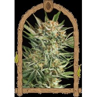 Exotic Seed - Russian Automatic (Autoflowering)
