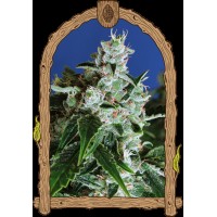 Exotic Seed - Sir Jack Auto (Autoflowering)