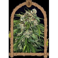 Exotic Seed - Sir Jack Auto Pure CBD (Autoflowering)
