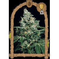Exotic Seed - Sir Jack (Feminizált)