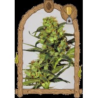 Exotic Seed - Spicy Bitch (Feminizált)