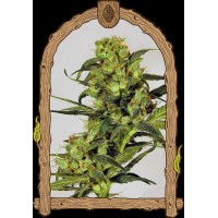 Exotic Seed - Spicy Bitch Reg. (Regulär) cannabissamen