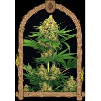 Exotic Seed - Tangerine Kush (Feminizált)
