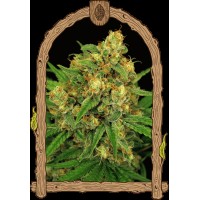 Exotic Seed - Tangerine Kush Reg. (Regular)