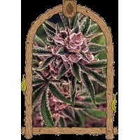 Exotic Seed - Tropical Fuel (Feminizált)