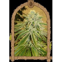 Exotic Seed - White Banana Auto (Autoflowering)