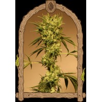 Exotic Seed - White Jewel (Regular)