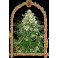 Exotic Seed - Z&Z Auto (Autoflowering)