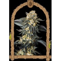 Exotic Seed - Zkittaberry Auto (Autoflowering)