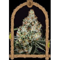 Exotic Seed - Zkittalicious (Feminizált)