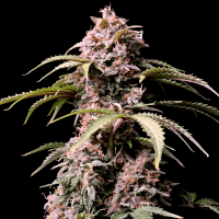 Fast Buds Seeds - Amnesia Z (Autoflowering)