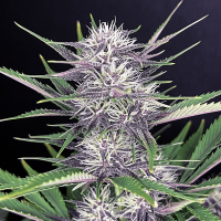 Fast Buds Seeds - Banana Purple Punch (Autoflowering)