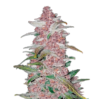 Fast Buds Seeds - Blackberry (Autoflowering)