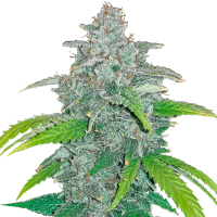 Fast Buds Seeds - Blue Dream (Autoflowering)