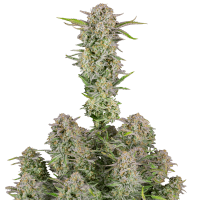 Fast Buds Seeds - Bruce Banner (Autoflowering)