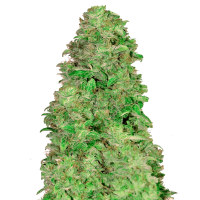 Fast Buds Seeds - CBD Auto 20:1 (Autoflowering)
