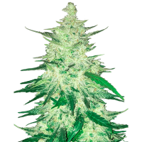 Fast Buds Seeds - CBD Auto 1:1 (CBD Crack)