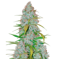 Fast Buds Seeds - Californian Snow (Autoflowering)