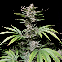 Fast Buds Seeds - Cherry Cola (Autoflowering)