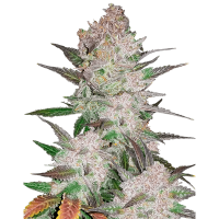 Fast Buds Seeds - Cream Cookies (Autoflowering)
