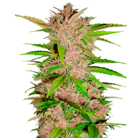Fast Buds Seeds - Fastberry (Autoflowering)
