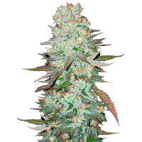 Fast Buds Seeds - G 14 (Autoflowering)