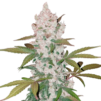 Fast Buds Seeds - Girl Scout Cookies (Autoflowering)