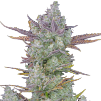Fast Buds Seeds - Gorilla Cookies (Autoflowering)