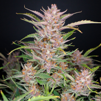 Fast Buds Seeds - Gorilla Punch (Autoflowering)