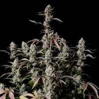 Fast Buds Seeds - Gorilla Zkittlez (Autoflowering) nem elérhető