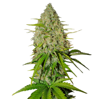 Fast Buds Seeds - Grapefruit (Autoflowering)
