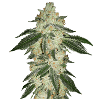 Fast Buds Seeds - Green Crack (Autoflowering)