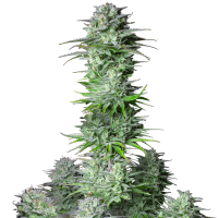 Fast Buds Seeds - Kosher Cake (Autoflowering)