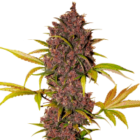 Fast Buds Seeds - LSD-25 (Autoflowering)
