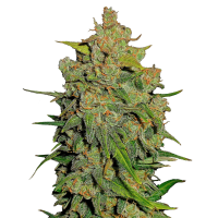 Fast Buds Seeds - Lemon AK (Autoflowering)