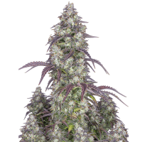 Fast Buds Seeds - Lemon Pie (Autoflowering)