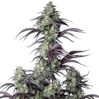 Fast Buds Seeds - Mimosa Cake (Autoflowering)