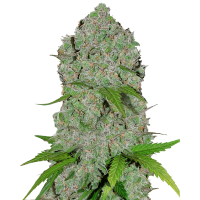 Fast Buds Seeds - Orange Sherbet (Autoflowering)