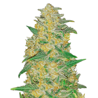 Fast Buds Seeds -  AK (Autoflowering)
