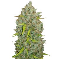 Fast Buds Seeds -  Bubblegum (Autoflowering)