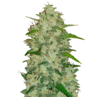 Fast Buds Seeds -  Chemdawg (Autoflowering)