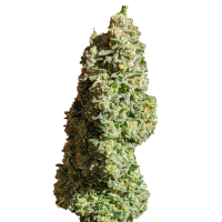 Fast Buds Seeds - Critical (Autoflowering)