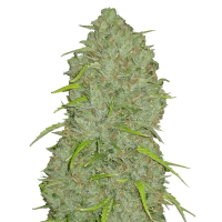 Fast Buds Seeds - Jack Herer (Autoflowering)