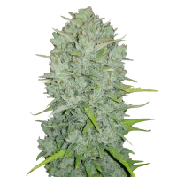 Fast Buds Seeds - Northern Lights (Autoflowering)
