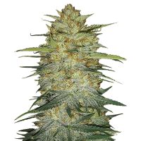 Fast Buds Seeds - OG Kush (Autoflowering)